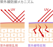 紫外線防御メカニズム
