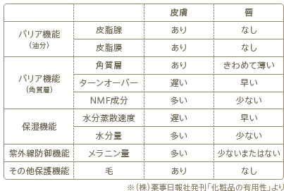 皮膚と唇の違い