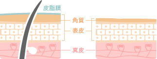 皮膚と唇の違い